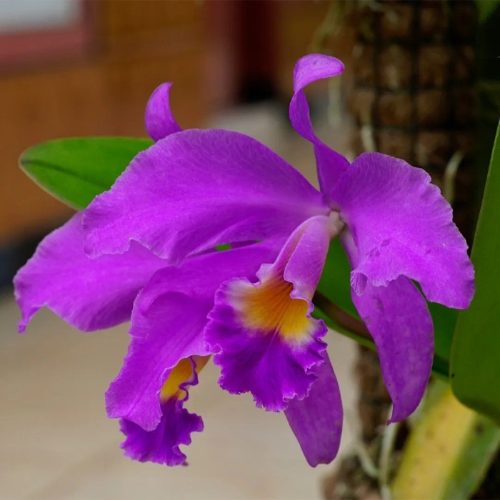 Каттлея лабиата