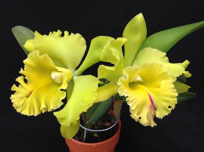 Каттлея potinara