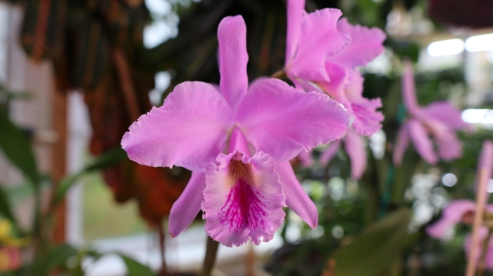 Каталея цветок колумбии