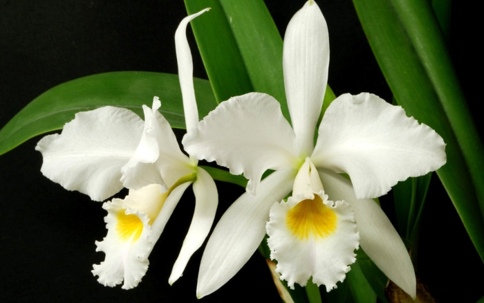 Каттлея gaskelliana