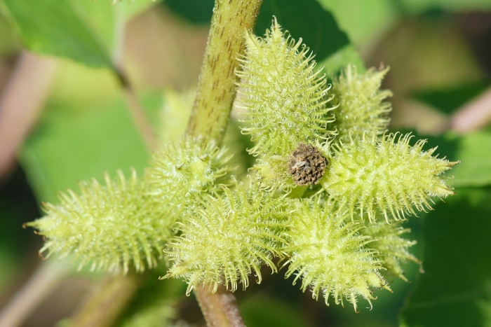 Дурнишник обыкновенный