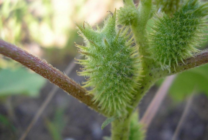 Дурнишник обыкновенный