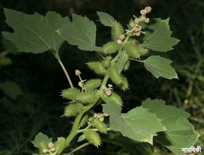 Дурнишник обыкновенный