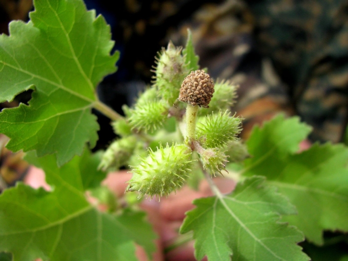 Дурнишник обыкновенный