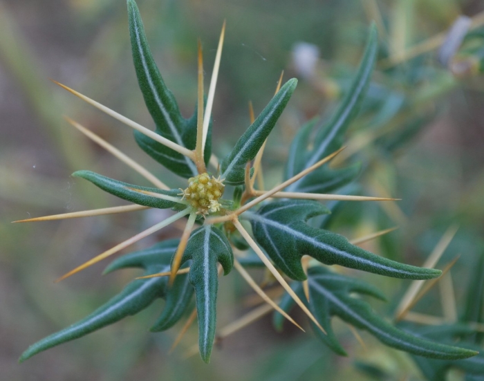 Золотая колючка дурнишник