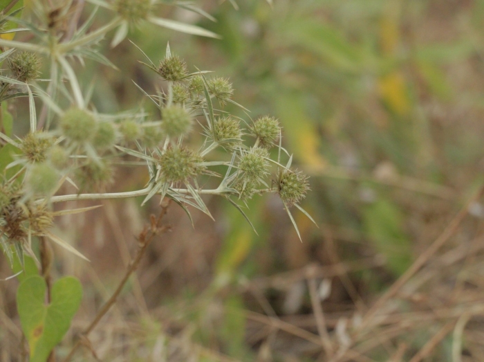 Eryngium campestre