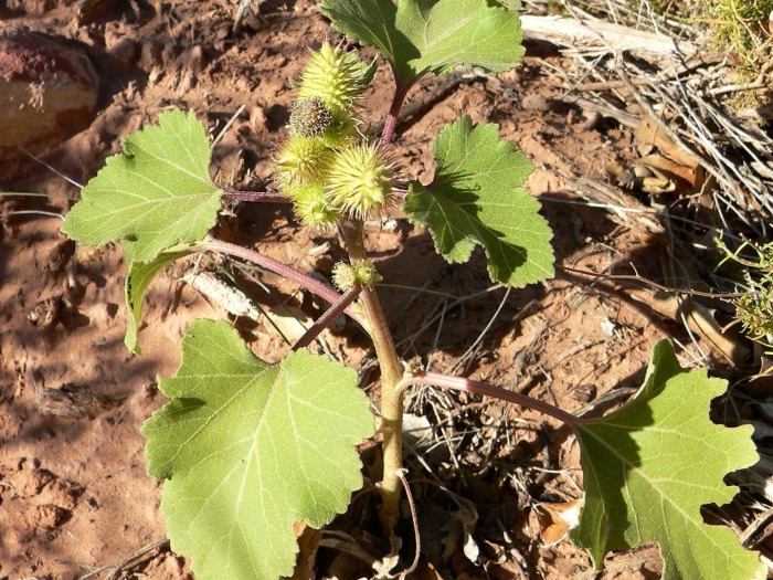 Дурнишник обыкновенный