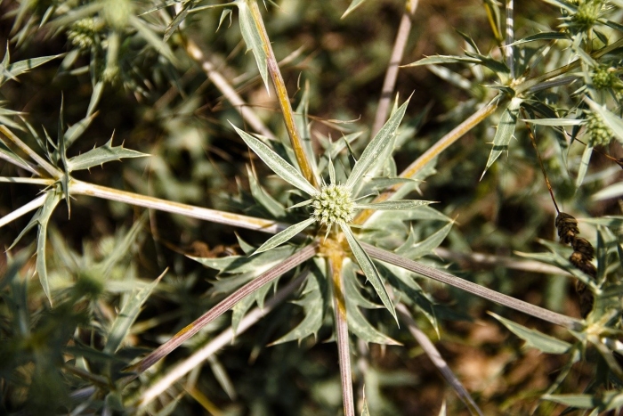 Золотая колючка дурнишник