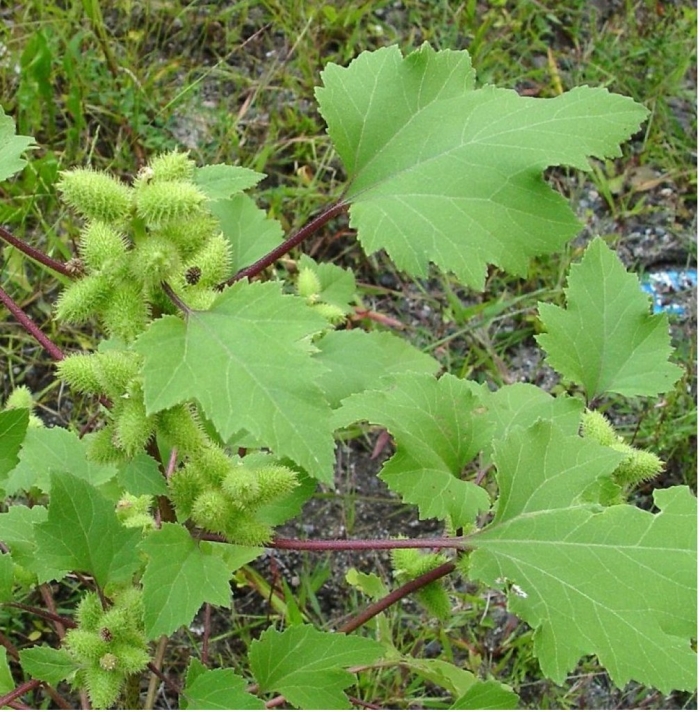 Дурнишник обыкновенный