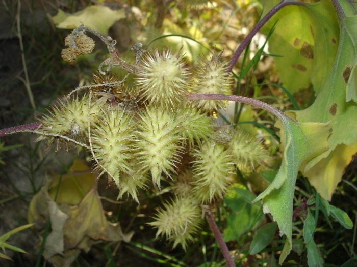 Сорняк дурнишник колючий