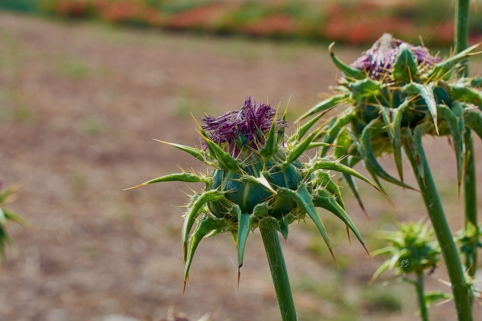 Silybum marianum