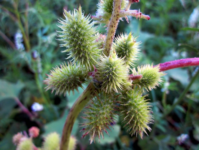 Золотая колючка дурнишник