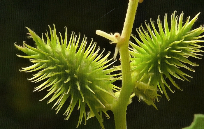 Сорняк дурнишник колючий