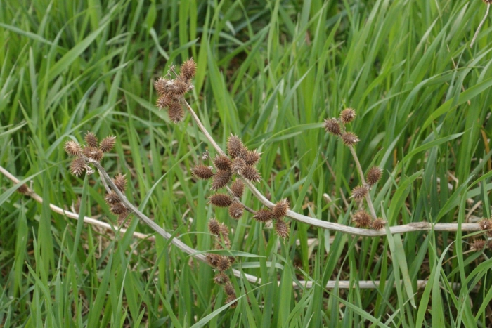 Ежеголовник обыкновенный