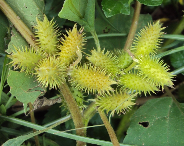 Дурнишник игольчатый