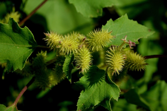 Дурнишник обыкновенный
