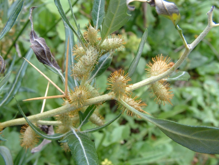Xanthium spinosum