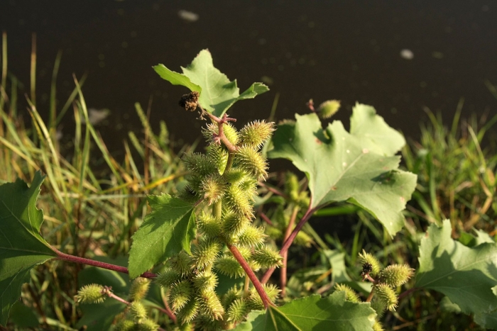 Семена дурнишник обыкновенный