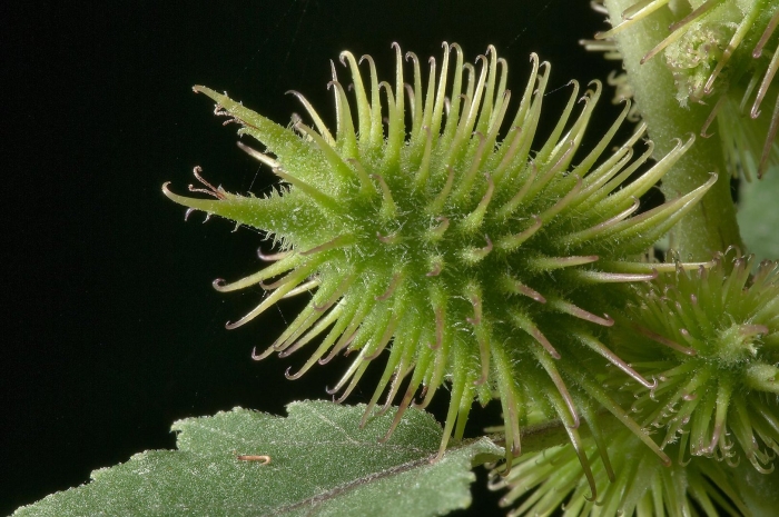 Колючка дурнишник