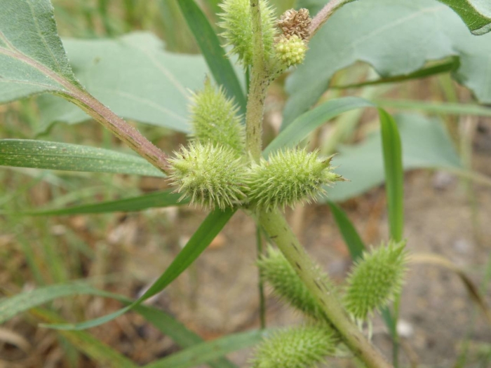 Дурнишник обыкновенный
