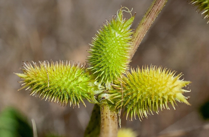 Дурнишник обыкновенный