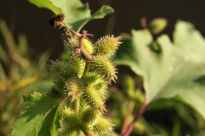 Дурнишник обыкновенный