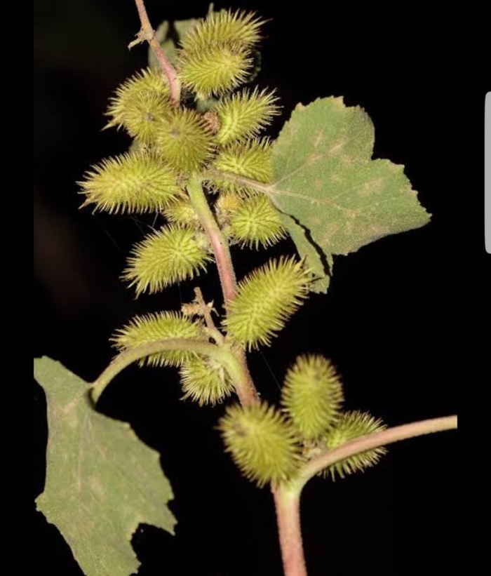 Дурнишник обыкновенный