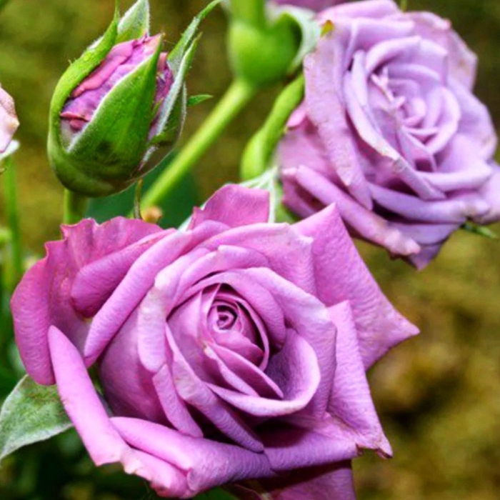 Роза спрей билона