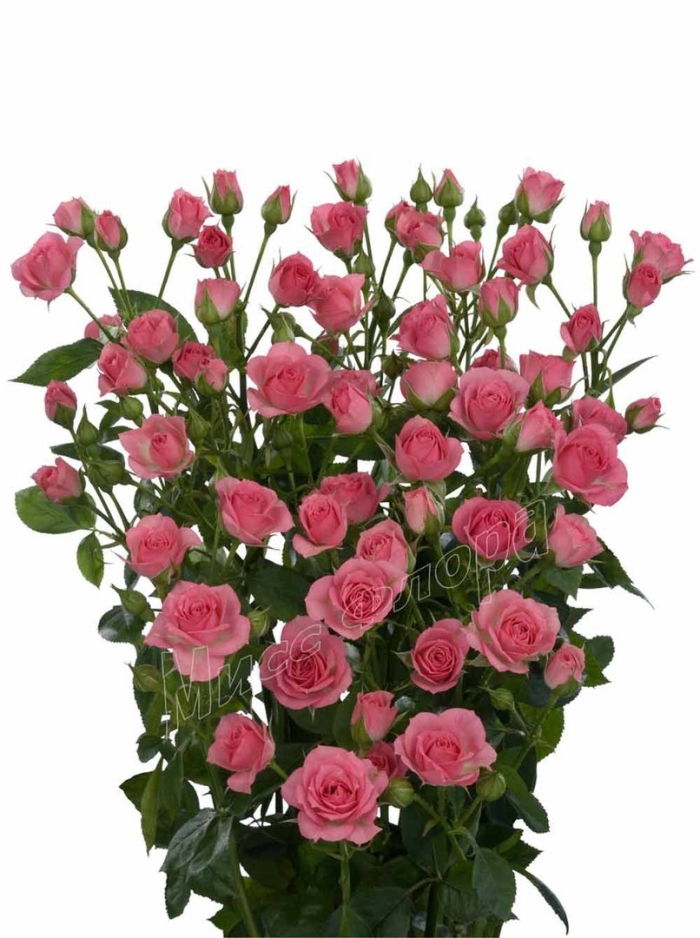 Роза кустовая грация