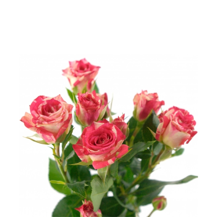 Роза кустовая файер воркс