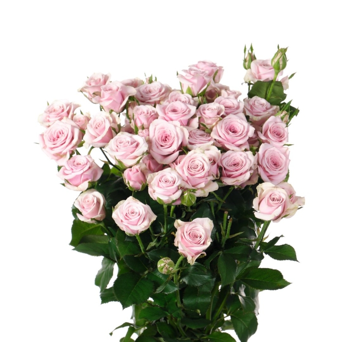 Роза кустовая