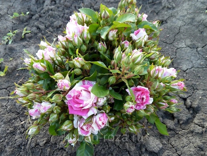 Роза спрей флешинг