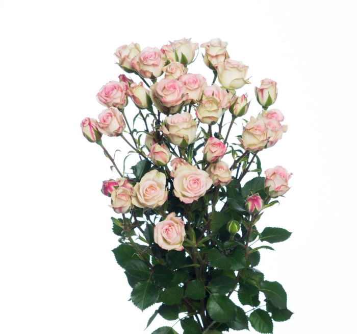 Роза кустовая creamy twister