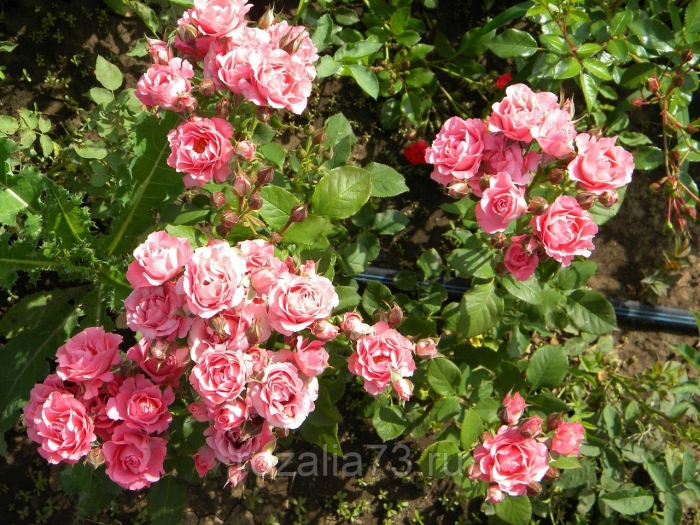 Роза спрей грация