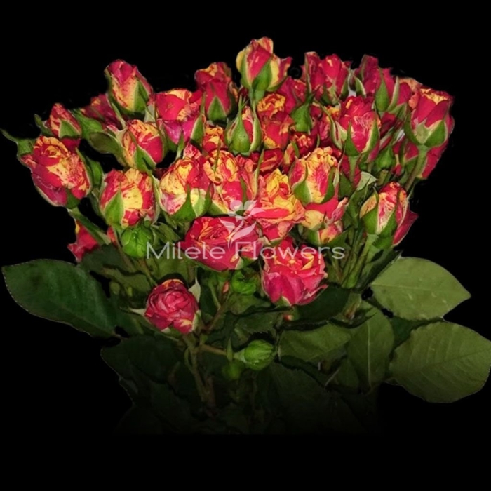 Роза кустовая файер флеш