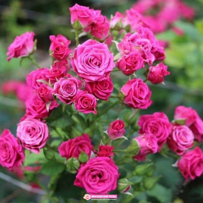 Роза спрей лавли лидия