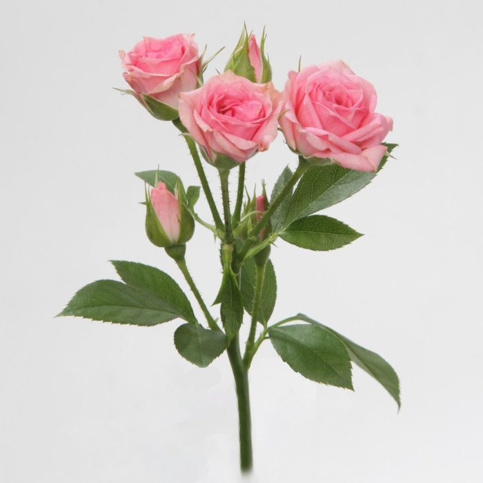 Роза кустовая мон амур