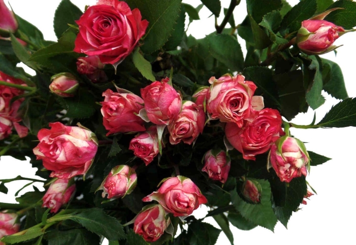 Роза спрей мирабель