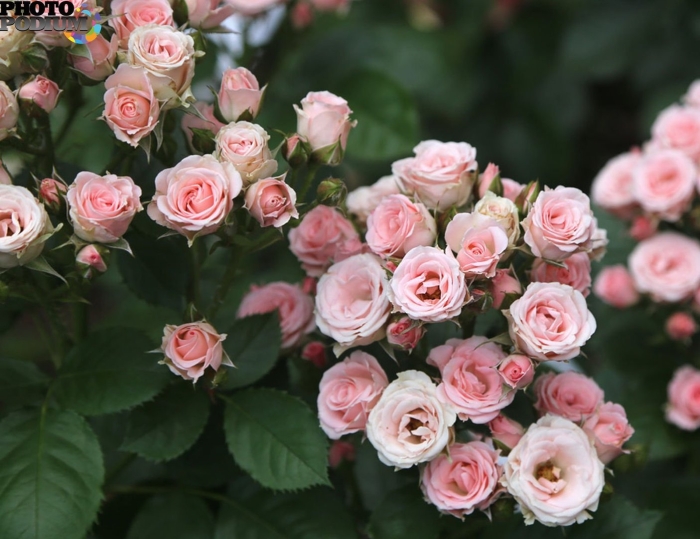 Роза спрей лидия