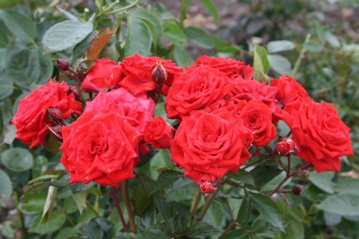 Роза миджет спрей