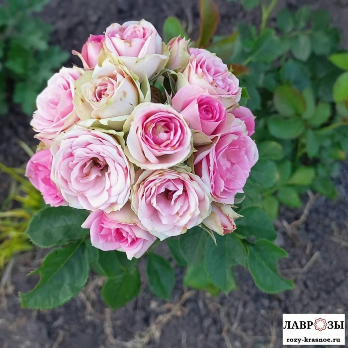 Роза спрей мими эден