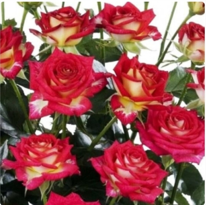 Рубиэлла спрей роза