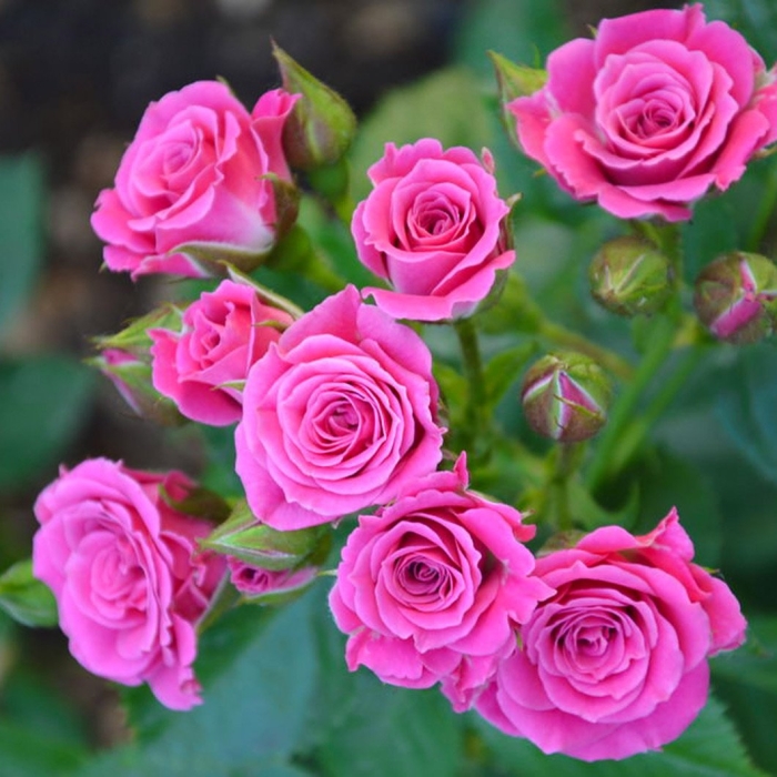 Роза спрей орион