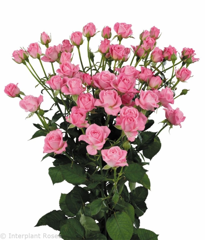 Роза кустовая глориус