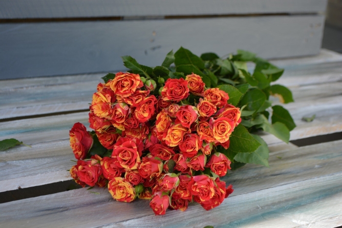 Роза файер кинг