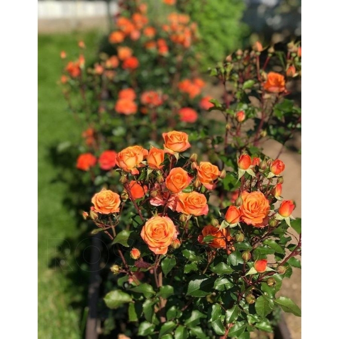 Роза бордюрная оранж беби