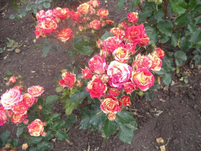 Роза файер флеш спрей