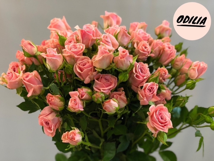 Роза спрей одилия