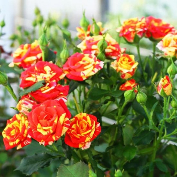 Файер флеш роза