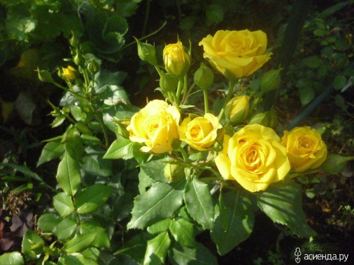 Роза спрей сан сити